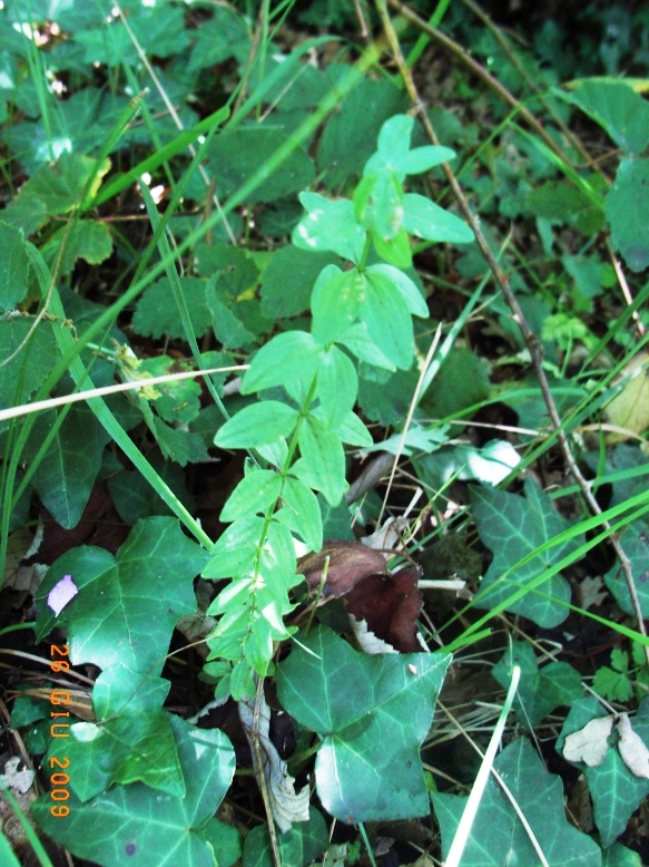 Cruciata glabra